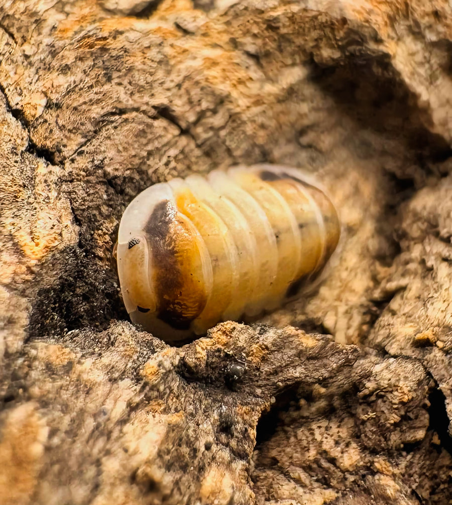 Cubaris sp "Latte"