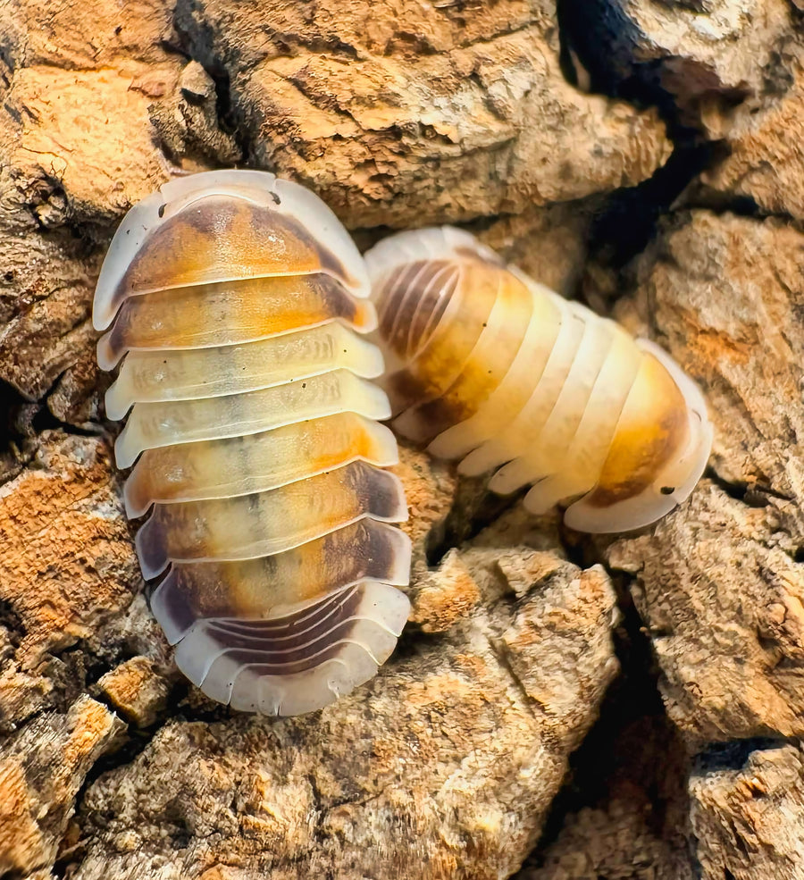Cubaris sp "Latte"