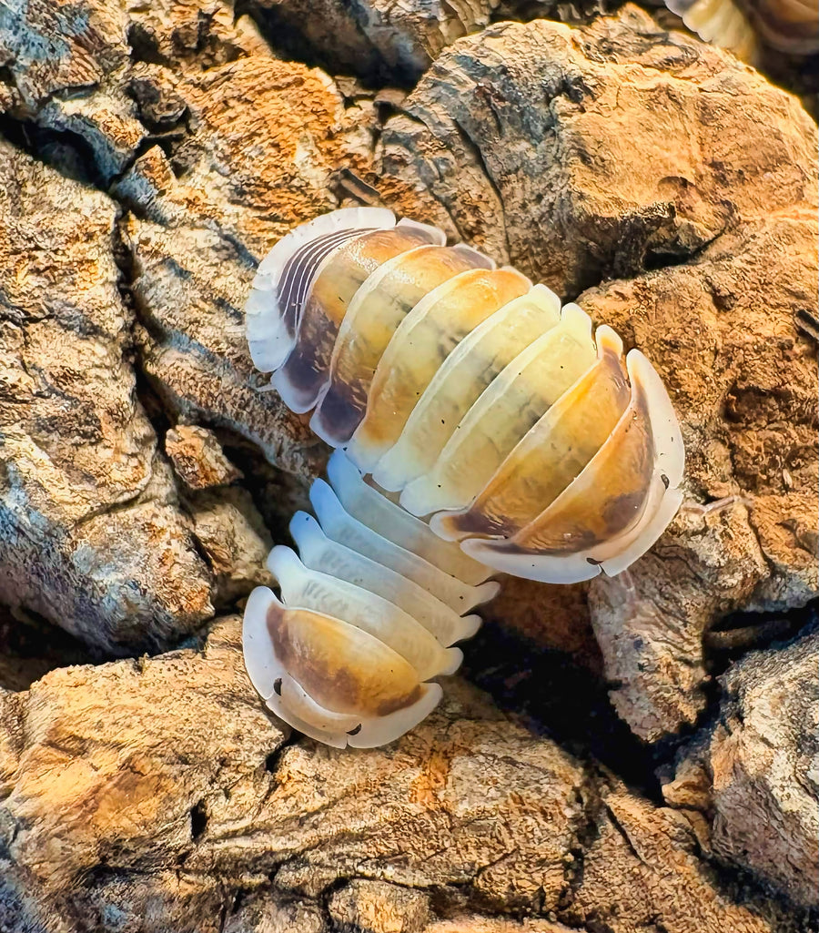 Cubaris sp "Latte"