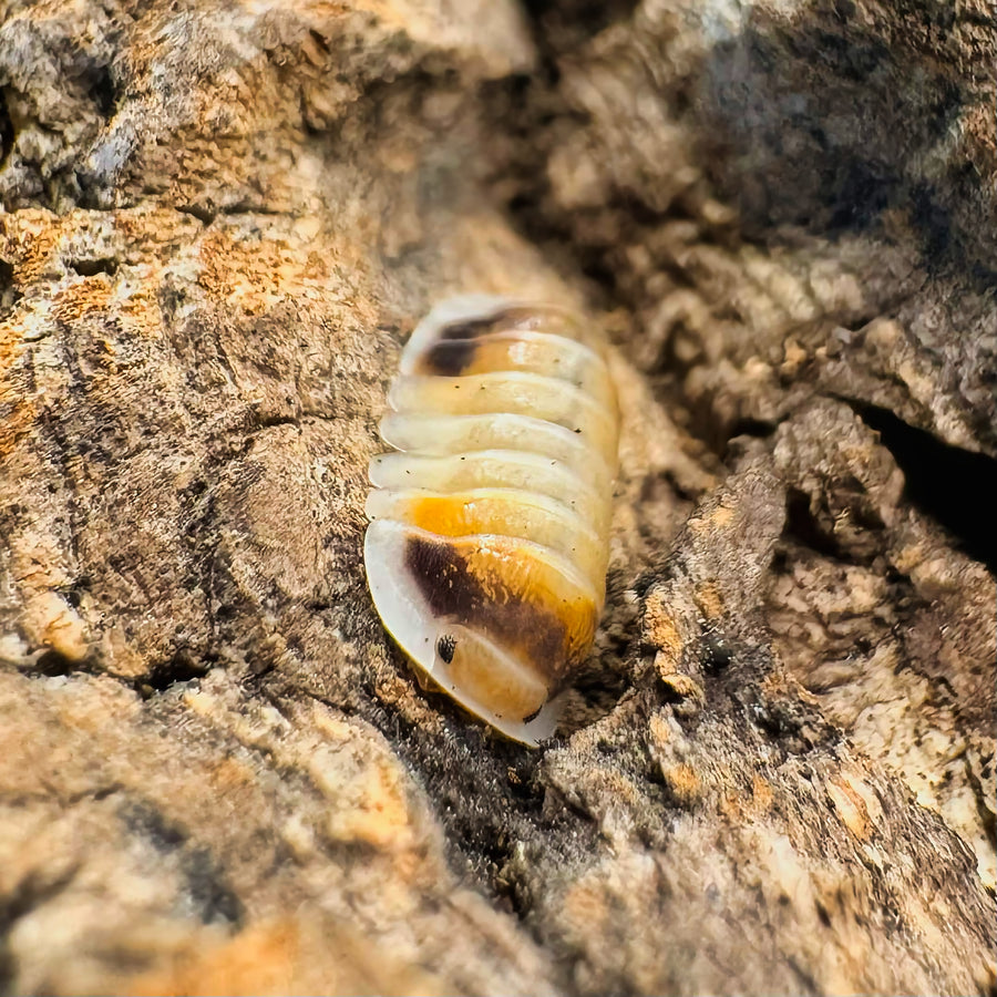 Cubaris sp "Latte"