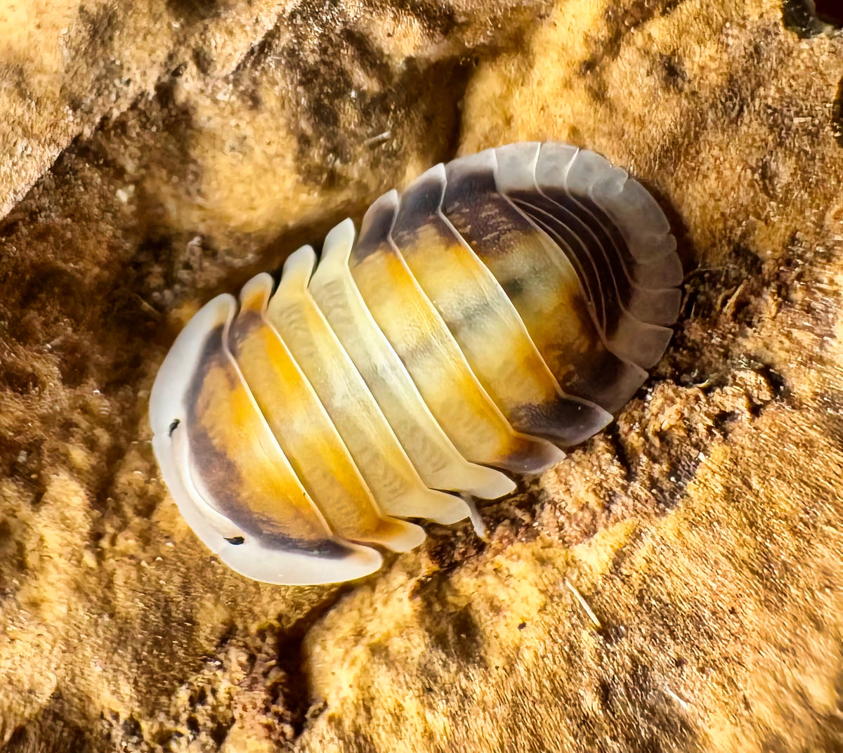 Cubaris sp "Latte"