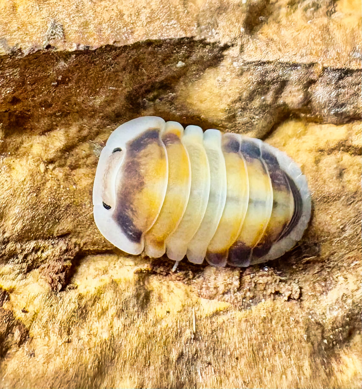 Cubaris sp "Latte"