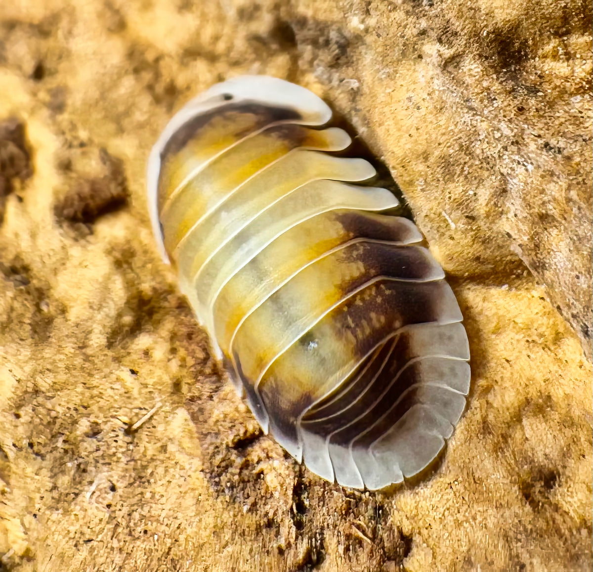 Cubaris sp "Latte"