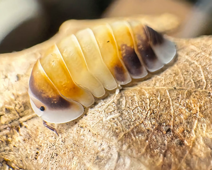 Cubaris sp "Latte"