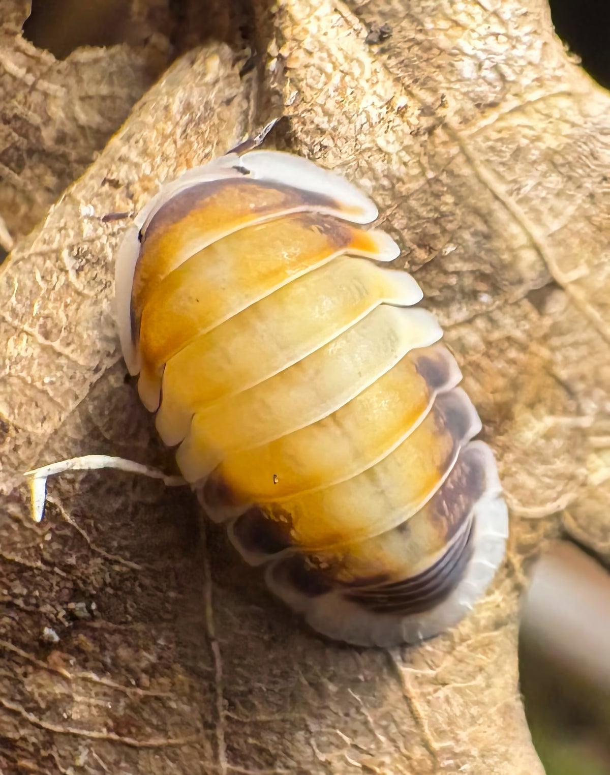 Cubaris sp "Latte"