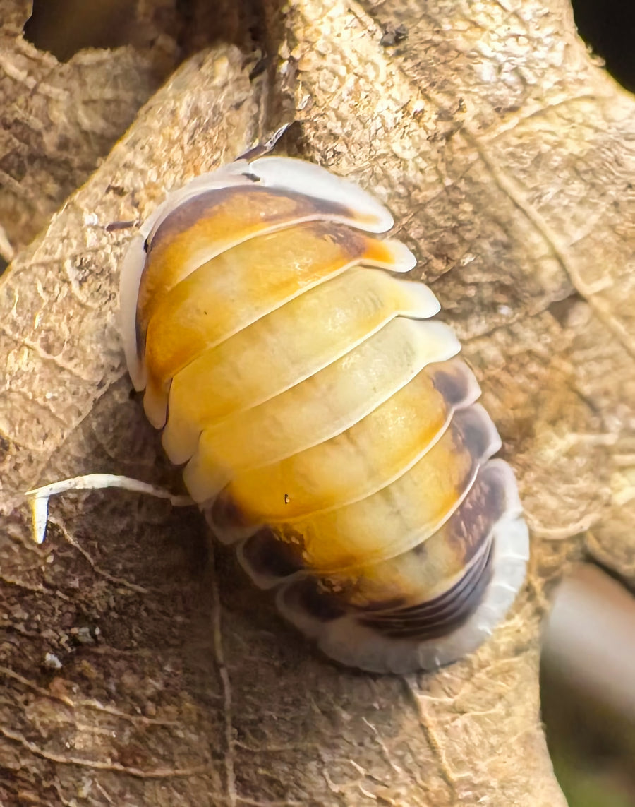 Cubaris sp "Latte"