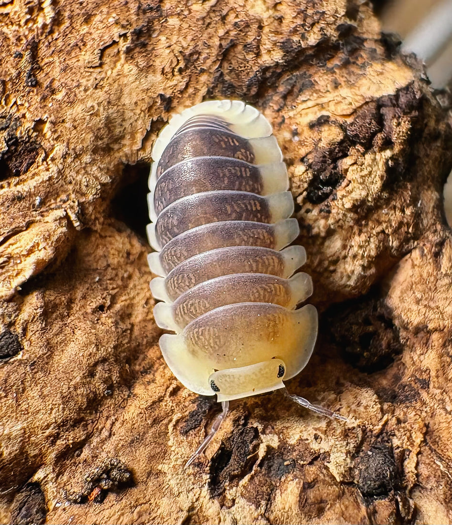 Cubaris sp "Lemon Blue"