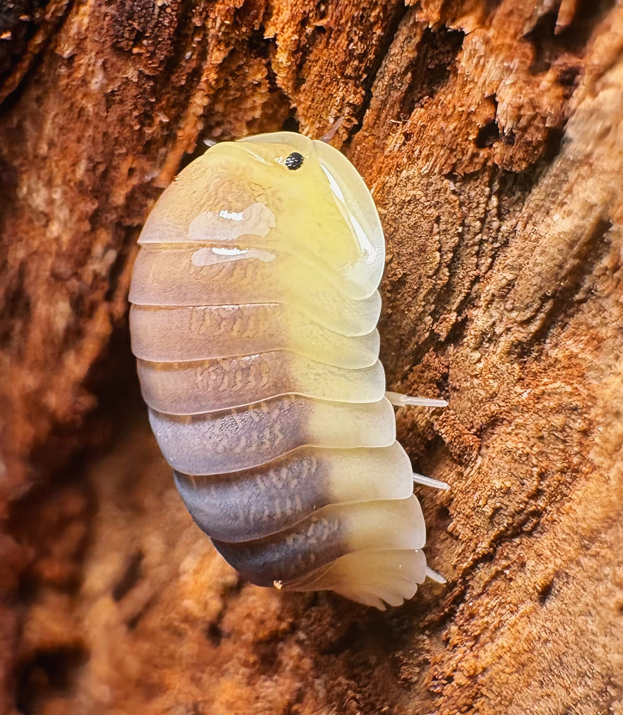 Cubaris sp "Lemon Blue"