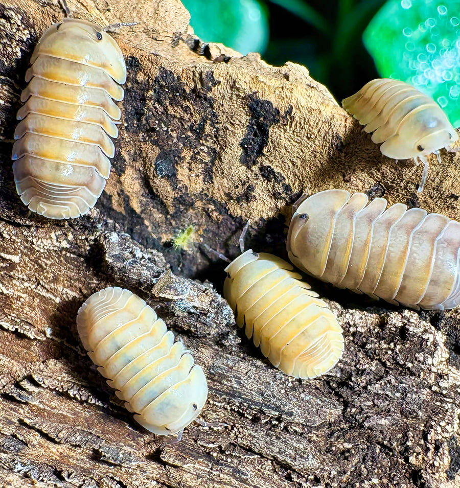 Cubaris sp "Mango Sticky Rice"