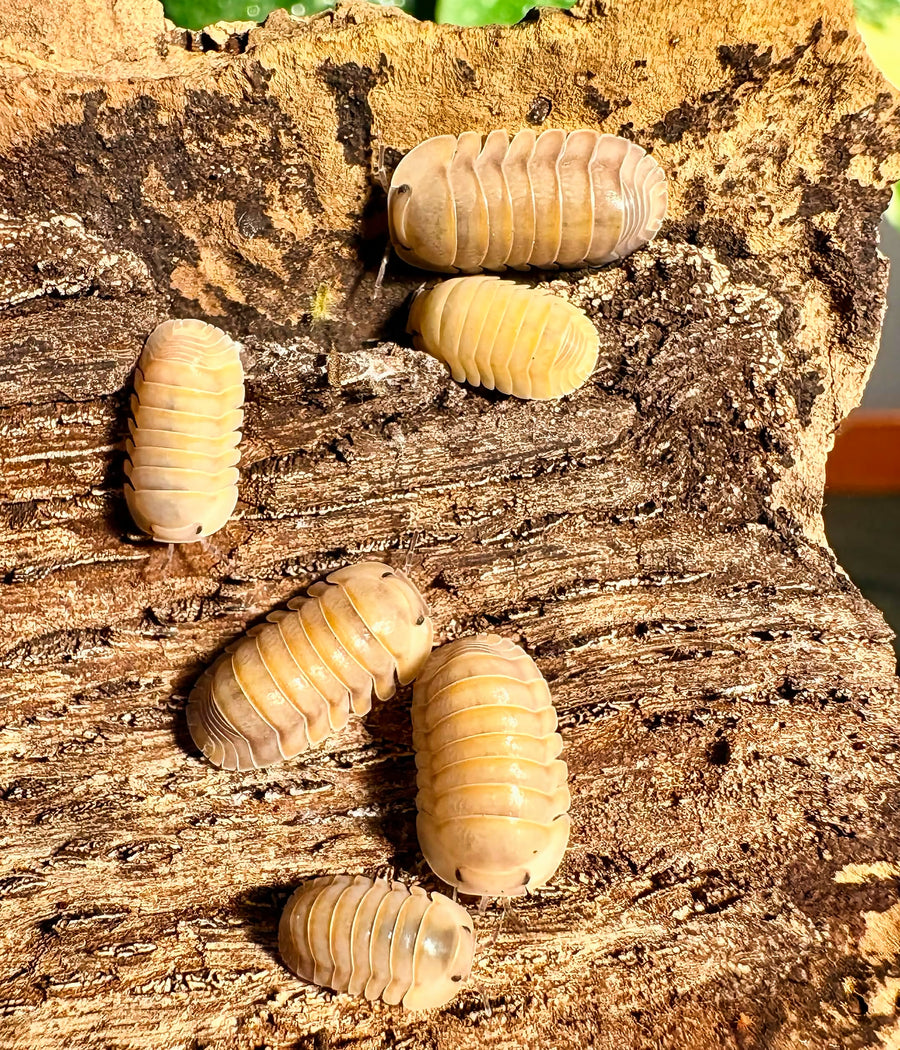 Cubaris sp "Mango Sticky Rice"