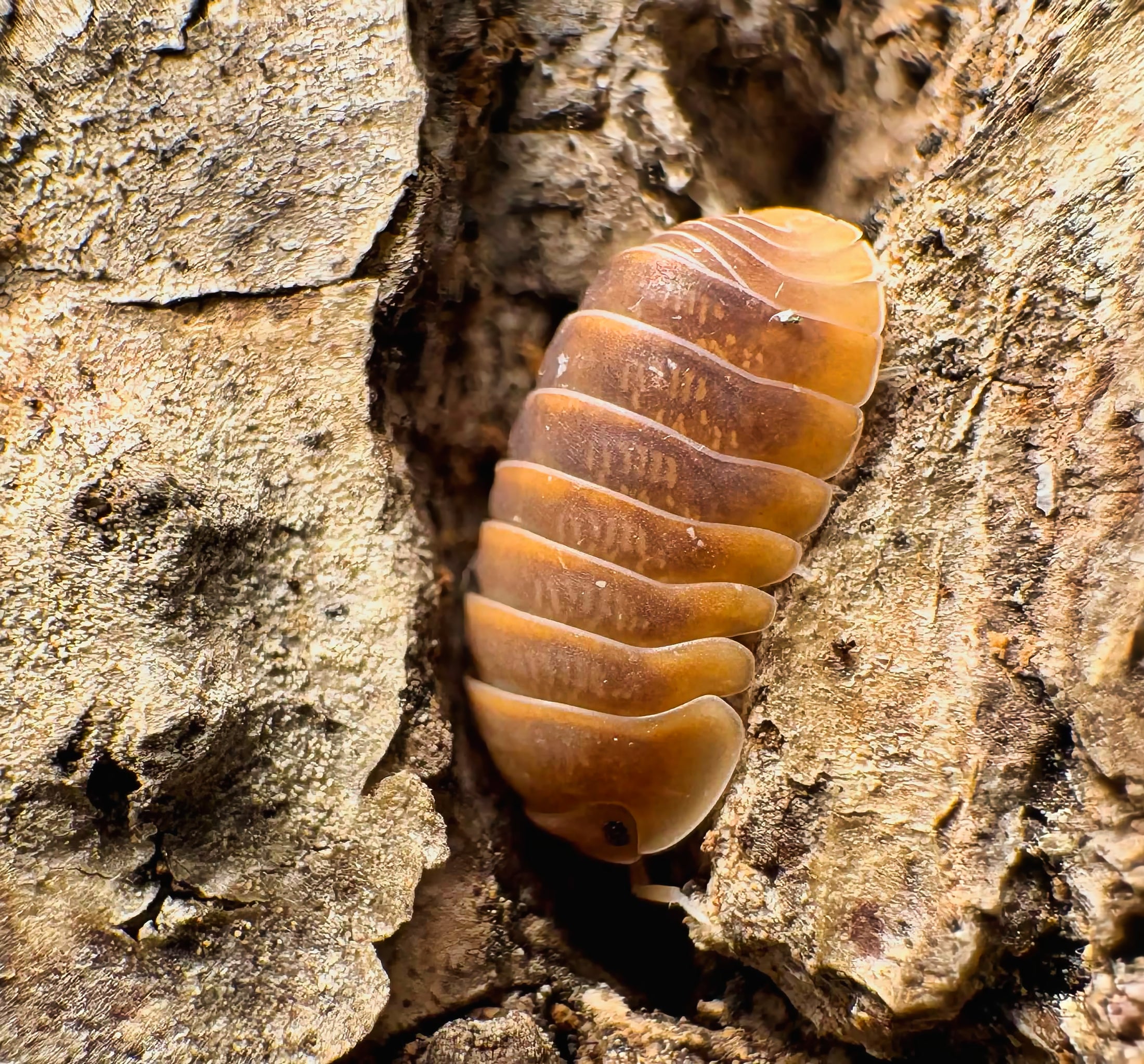Cubaris sp "Mercury"