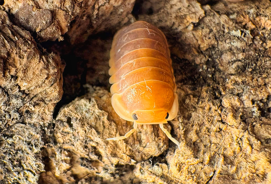 Cubaris sp "Mercury"