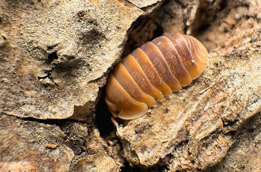 Cubaris sp "Mercury"
