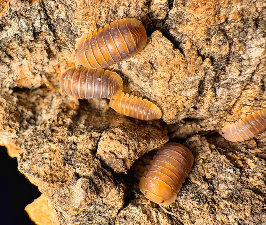 Cubaris sp "Mercury"