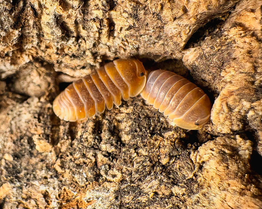 Cubaris sp "Mercury"