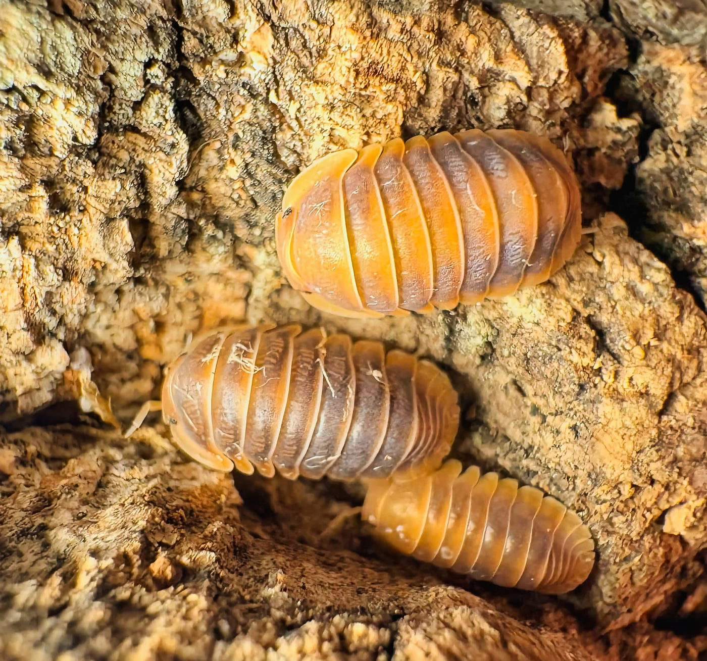 Cubaris sp "Mercury"