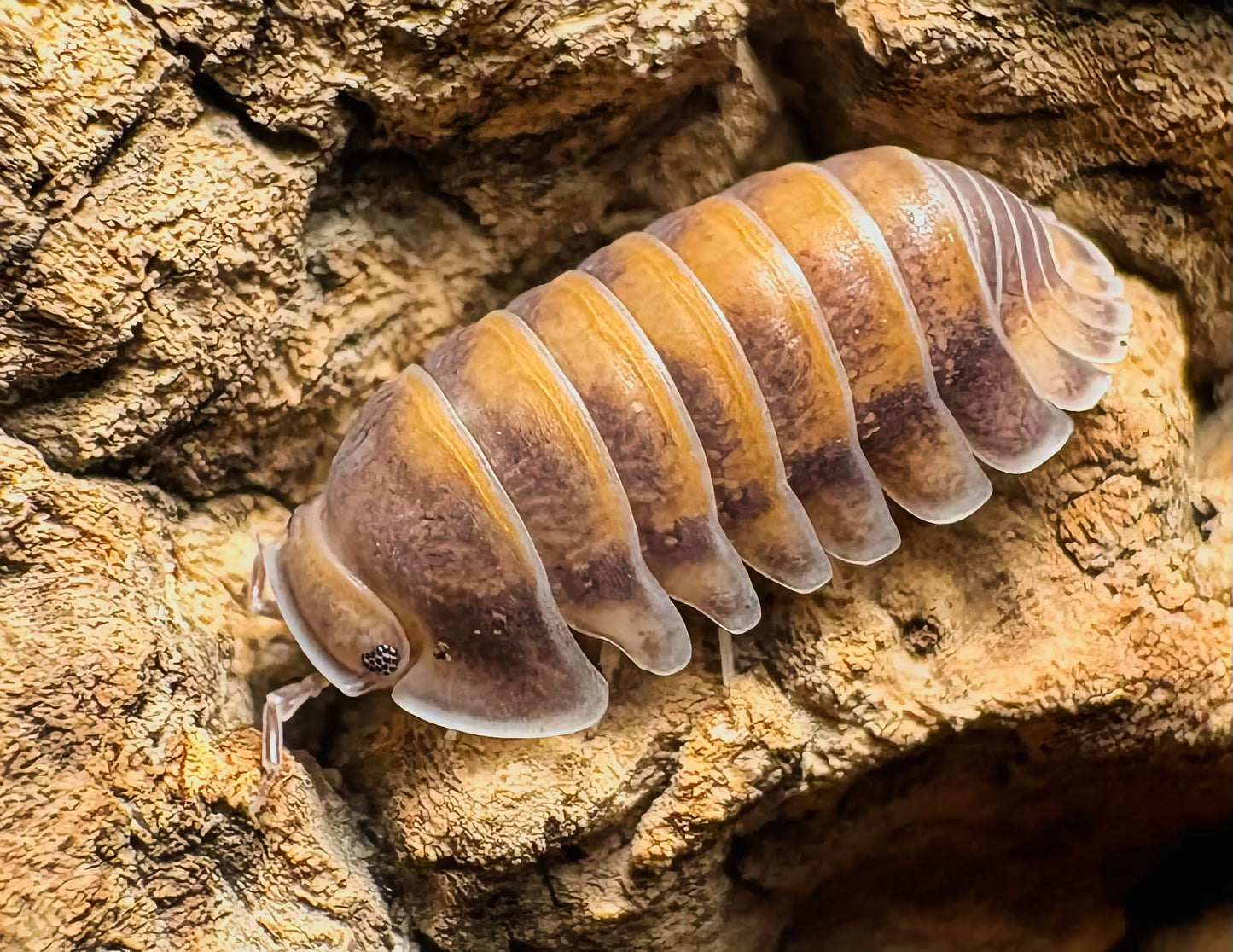 Cubaris sp "Red Pak Chong"