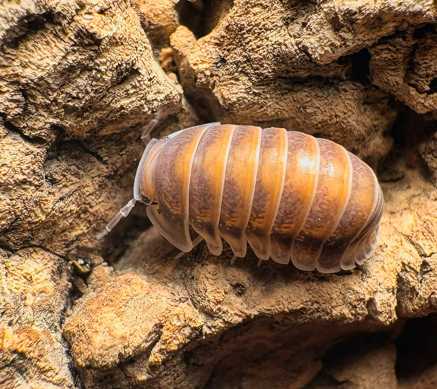 Cubaris sp "Red Pak Chong"