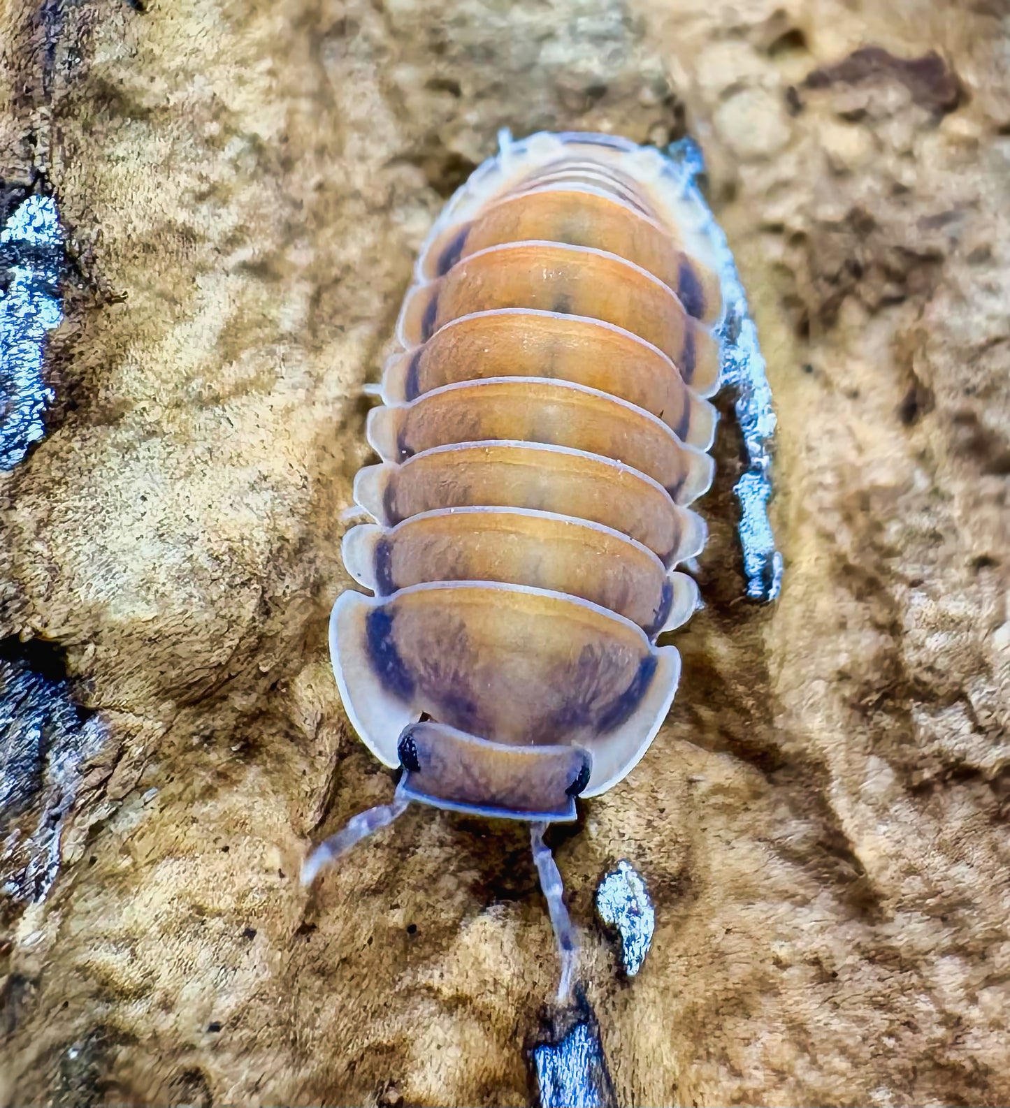 Cubaris sp "Red Pak Chong"