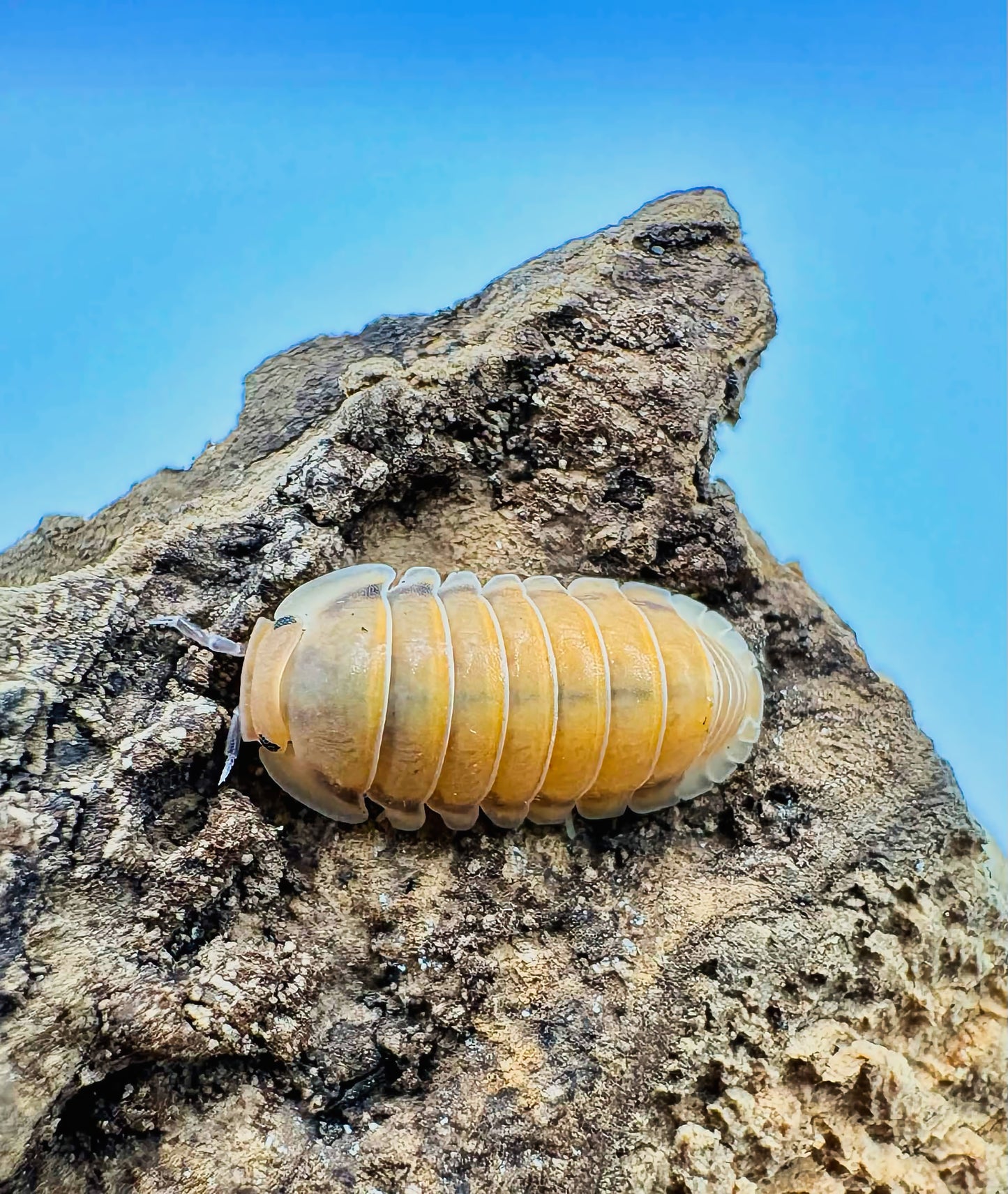 Cubaris sp "Red Pak Chong"
