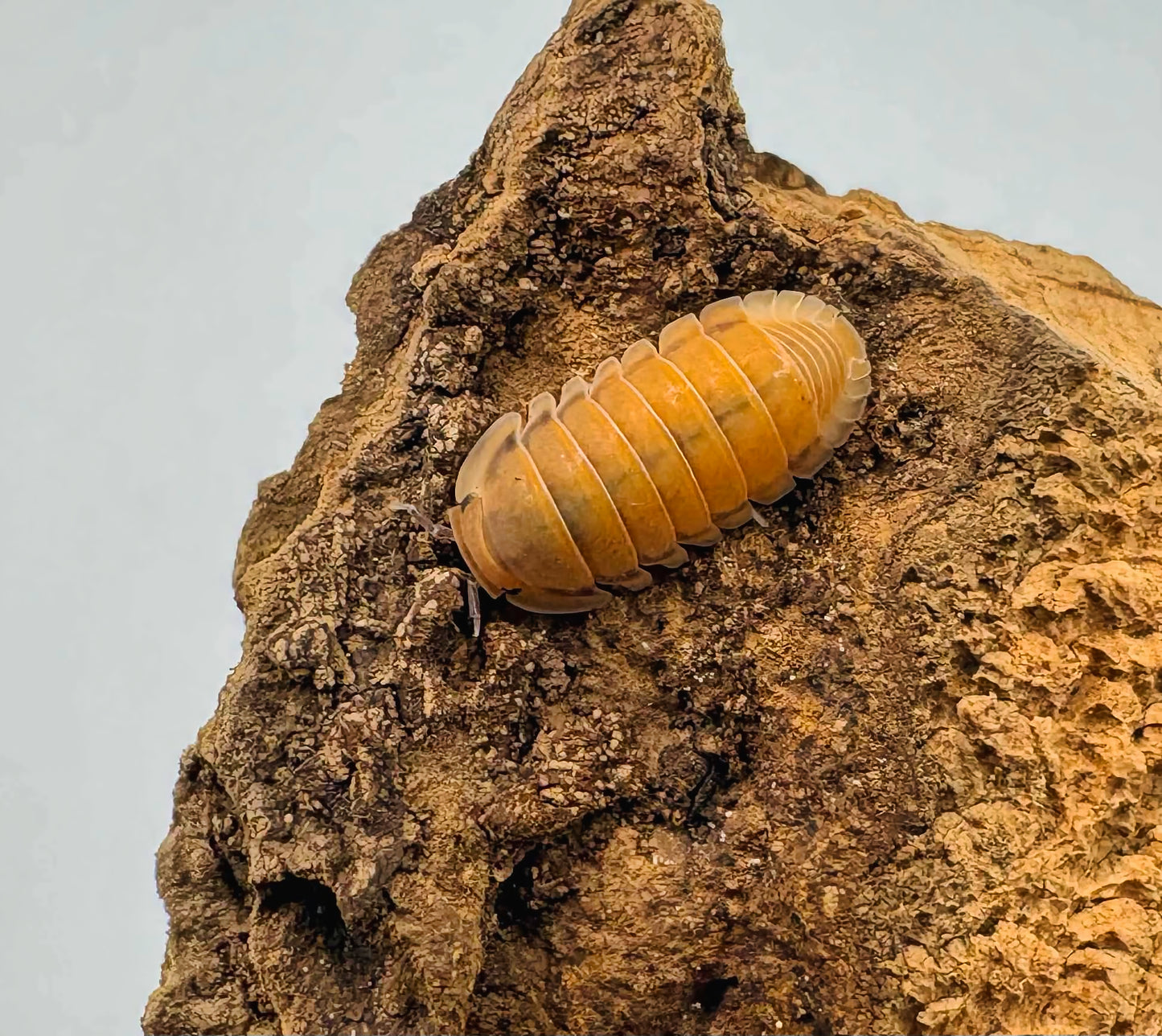 Cubaris sp "Red Pak Chong"