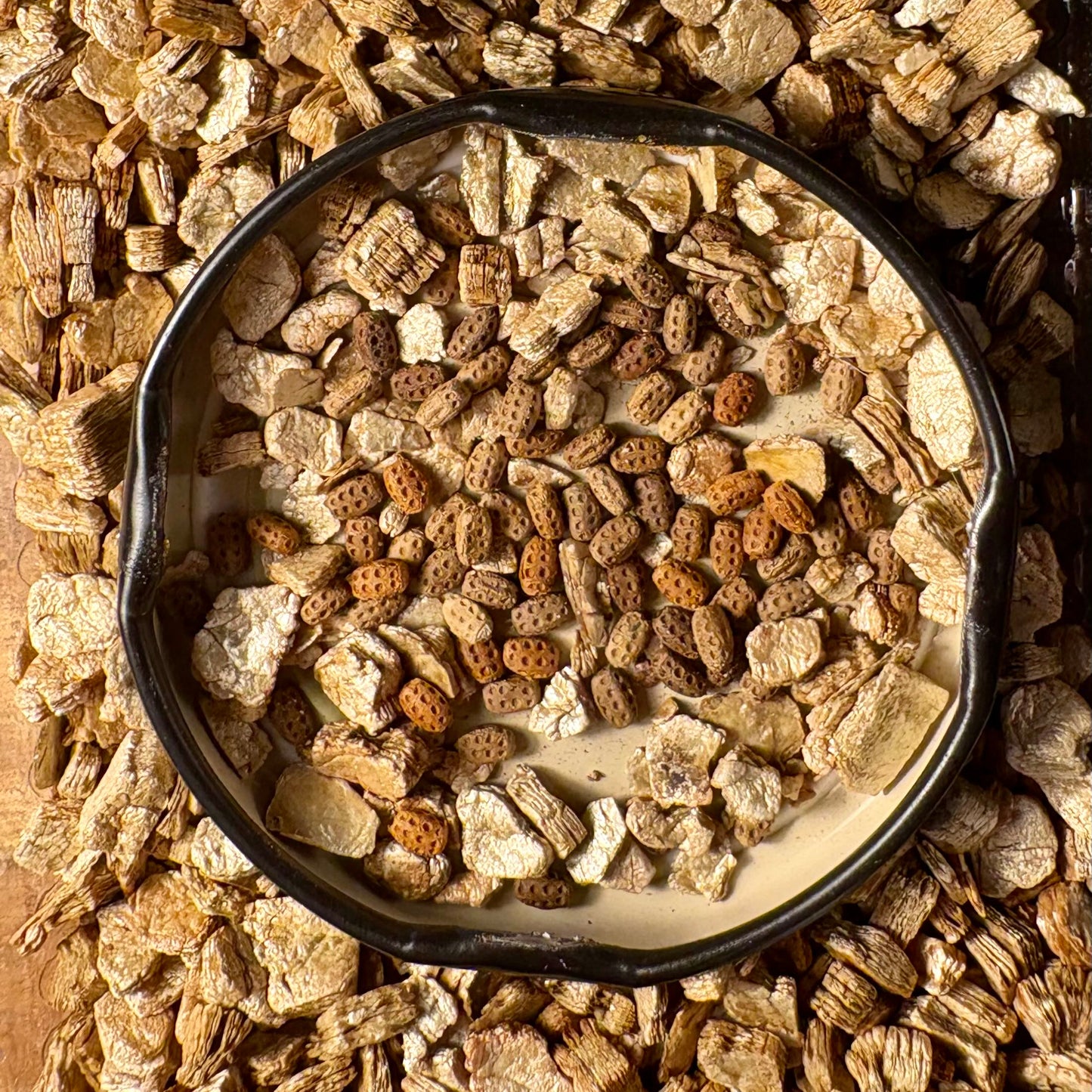 Phyllium gantungense "Rizal" Eggs