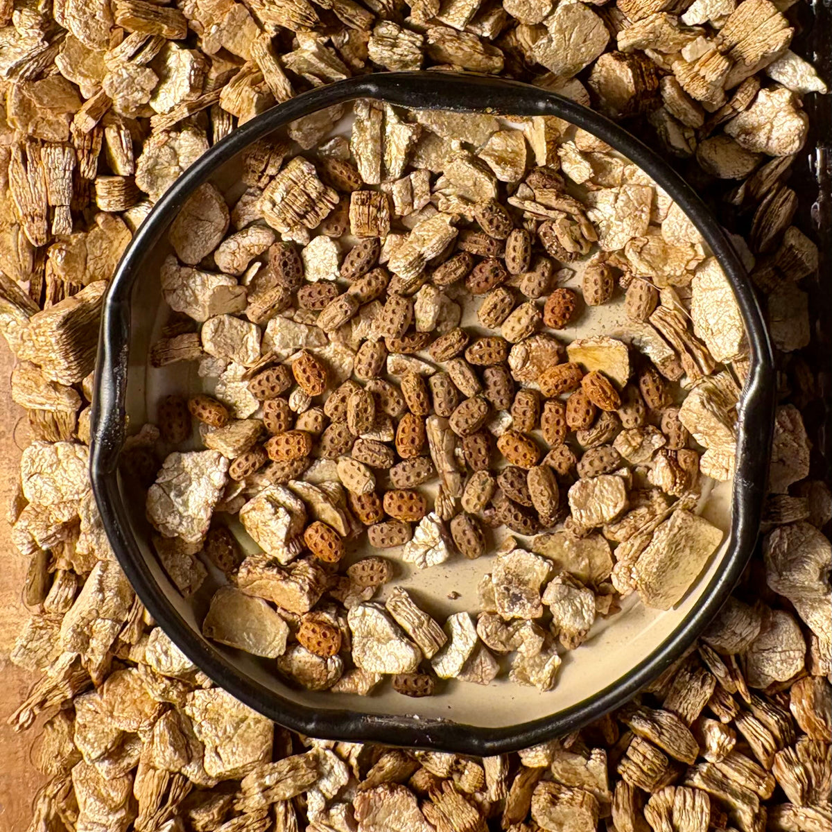 How to properly care for your stick and leaf insect eggs
