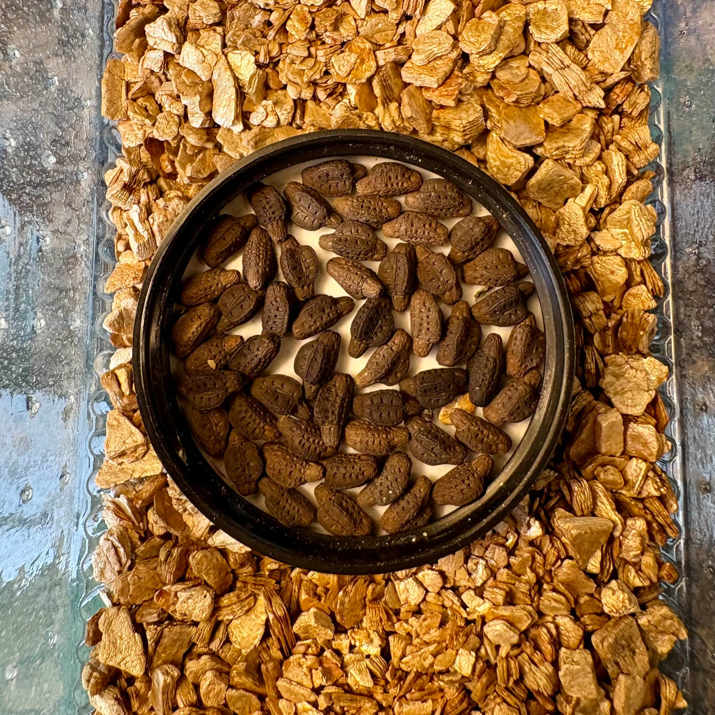 Pulchriphyllium giganteum "Taph Hills" Eggs