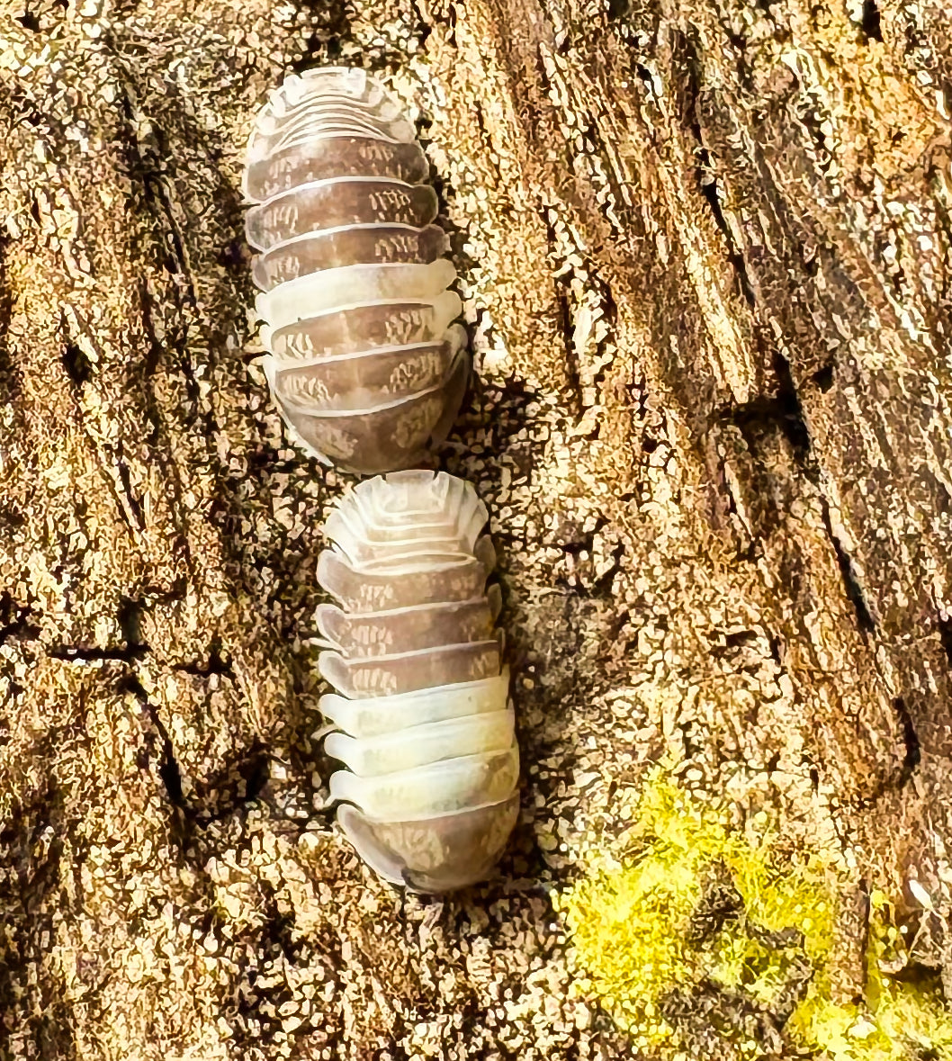 Cubaris sp "Panda King"