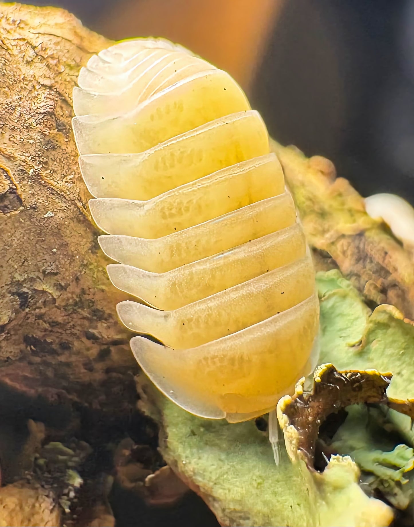 Cubaris sp "Frosty Jupiter"