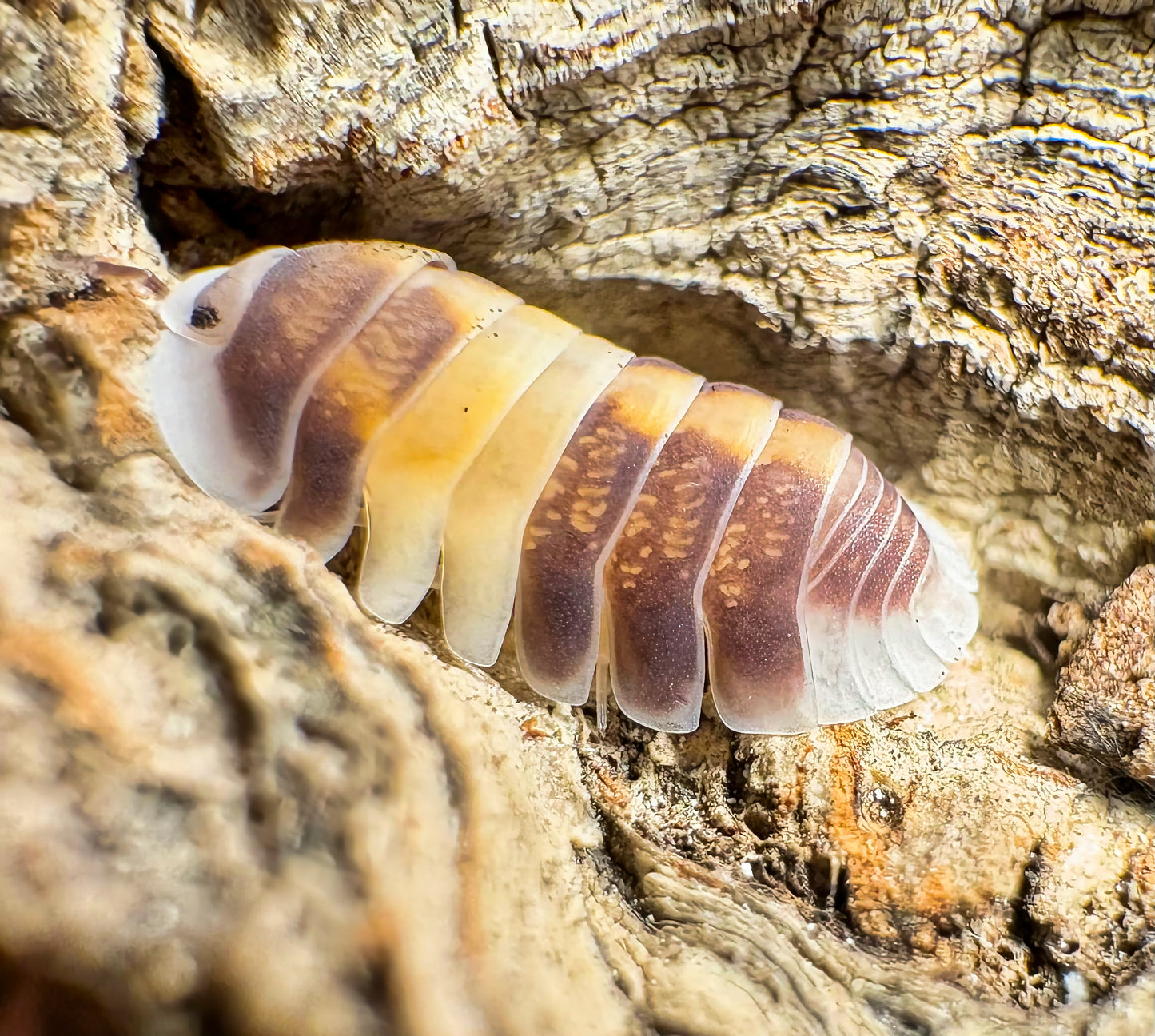 Cubaris sp "Cappuccino"
