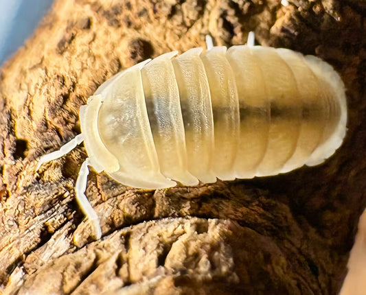 Cubaris sp "Murina Glacier"