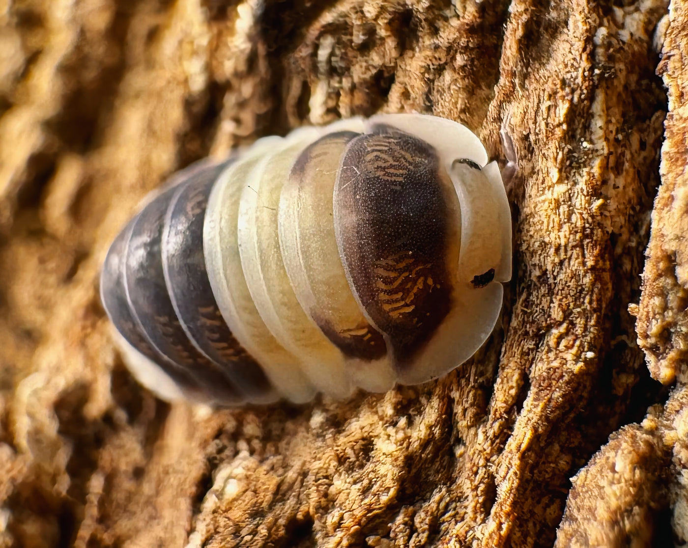 Cubaris sp "Cuppa Cream"