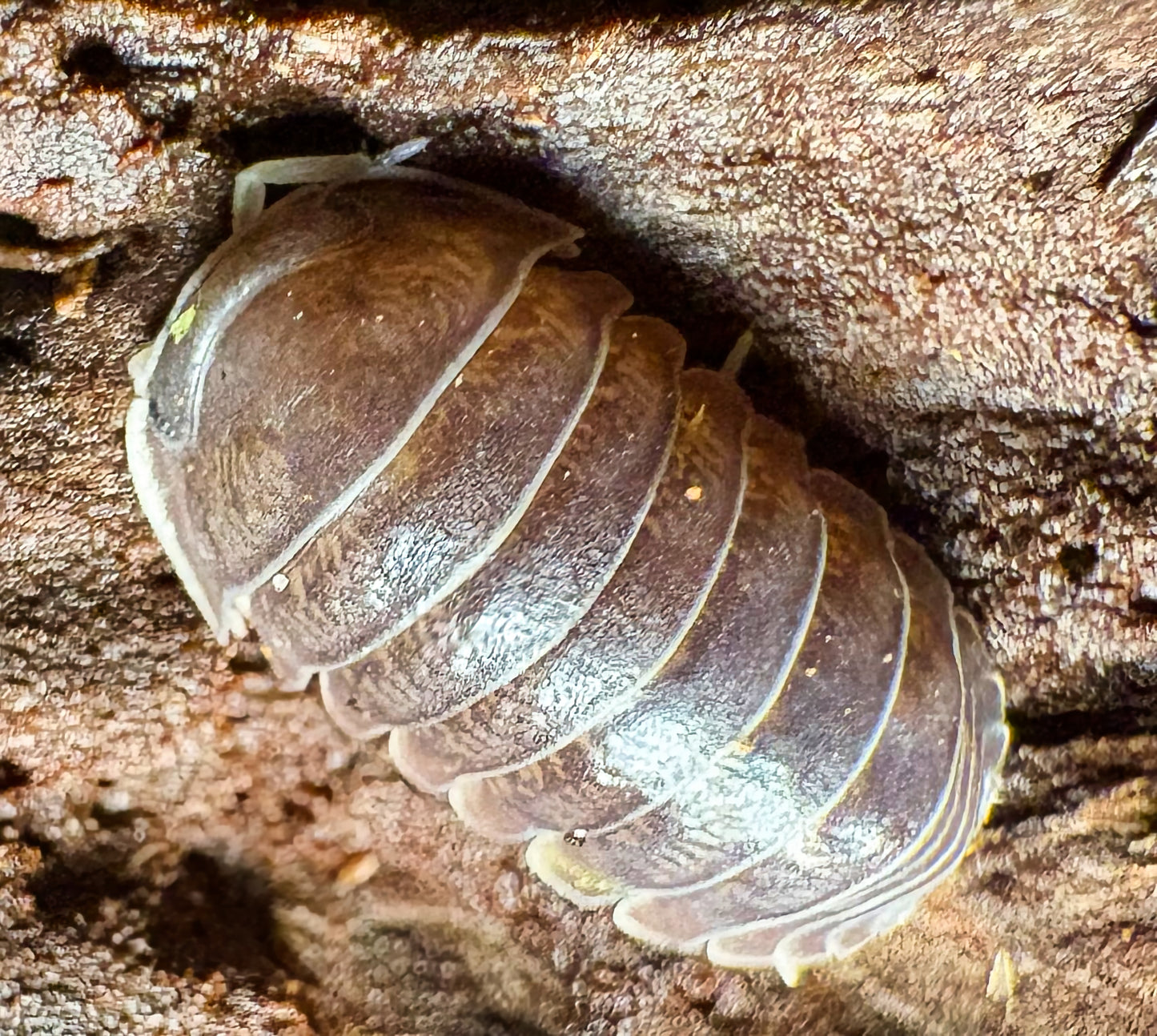 Filipinodillo sp "Nakar"