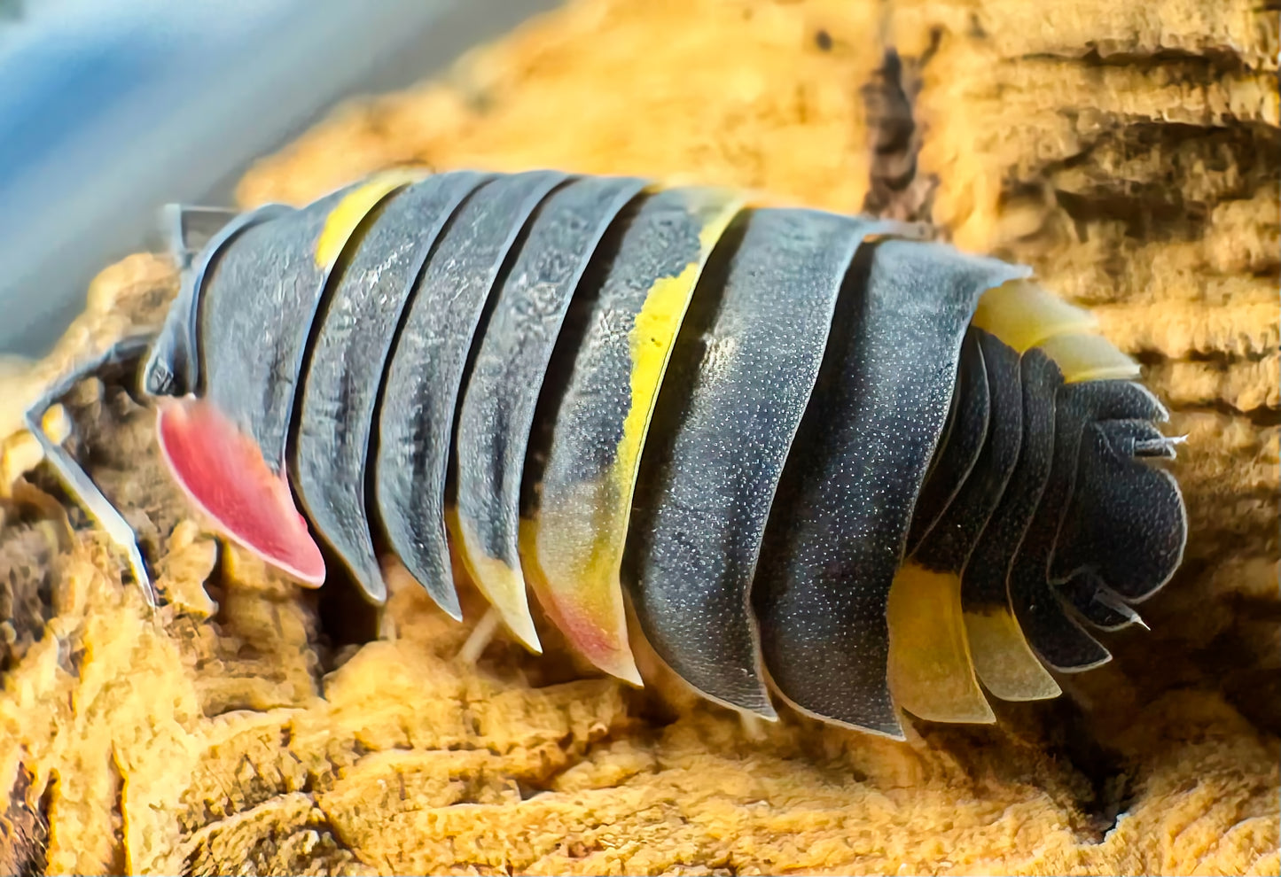 Ardentiella sp "Quadcolor"