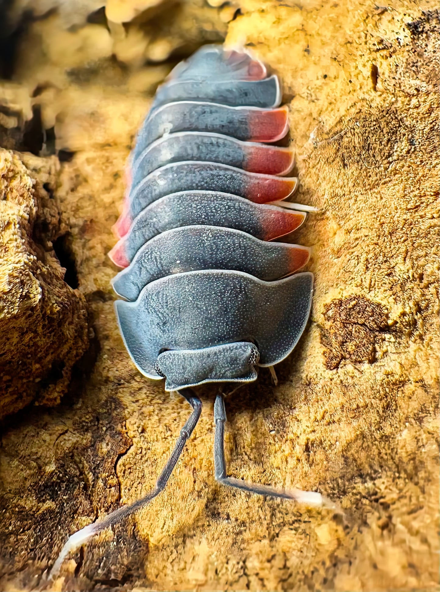 Ardentiella sp "Lava"