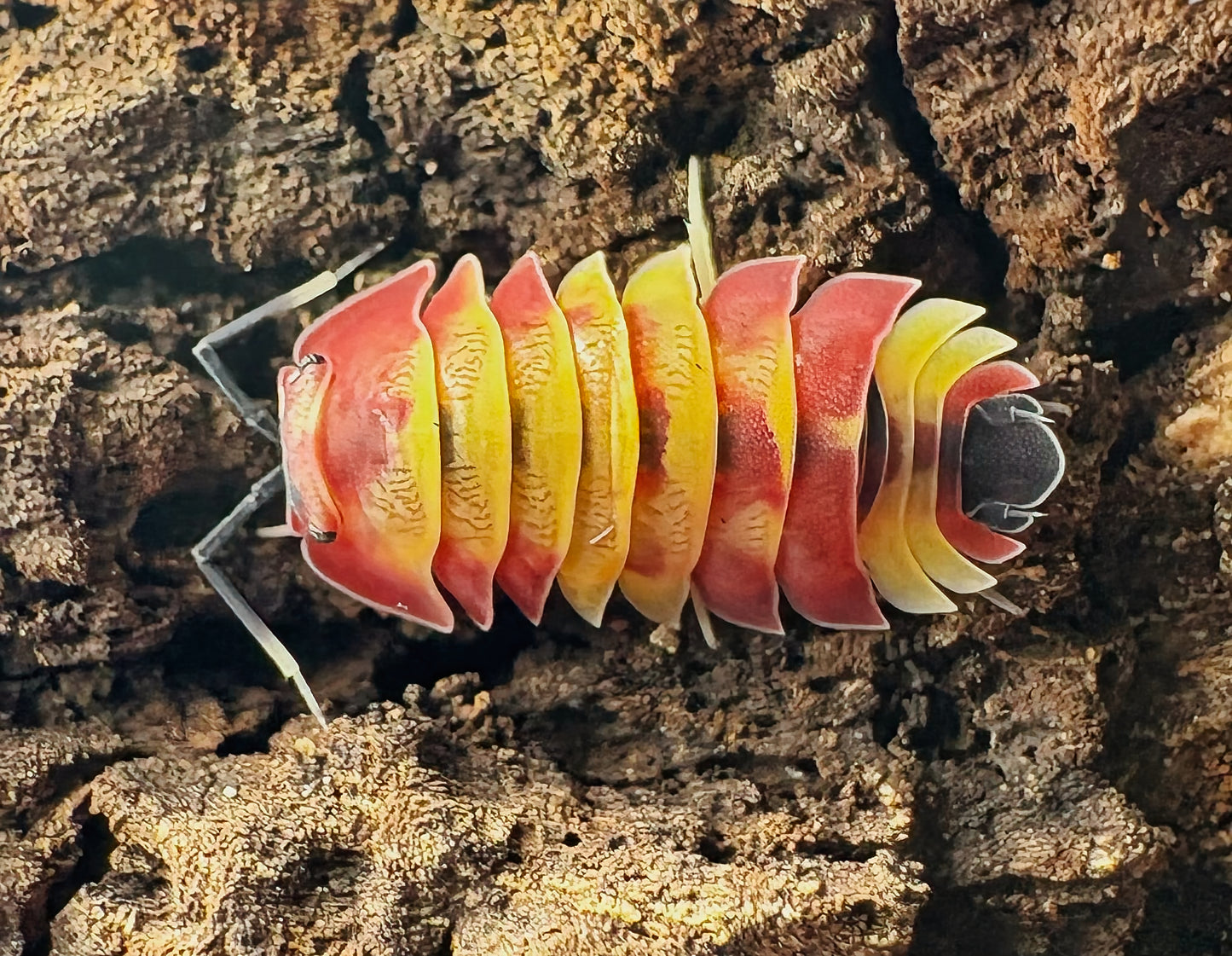Ardentiella sp "Scarlet"