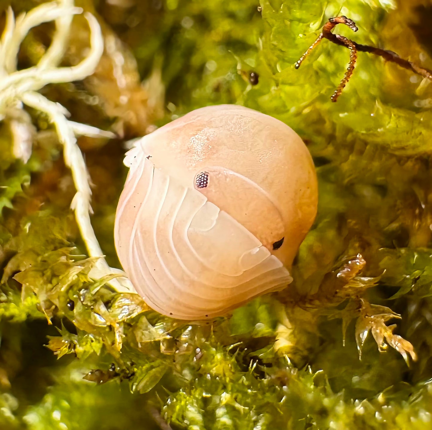 Cubaris sp "Pink Rose"