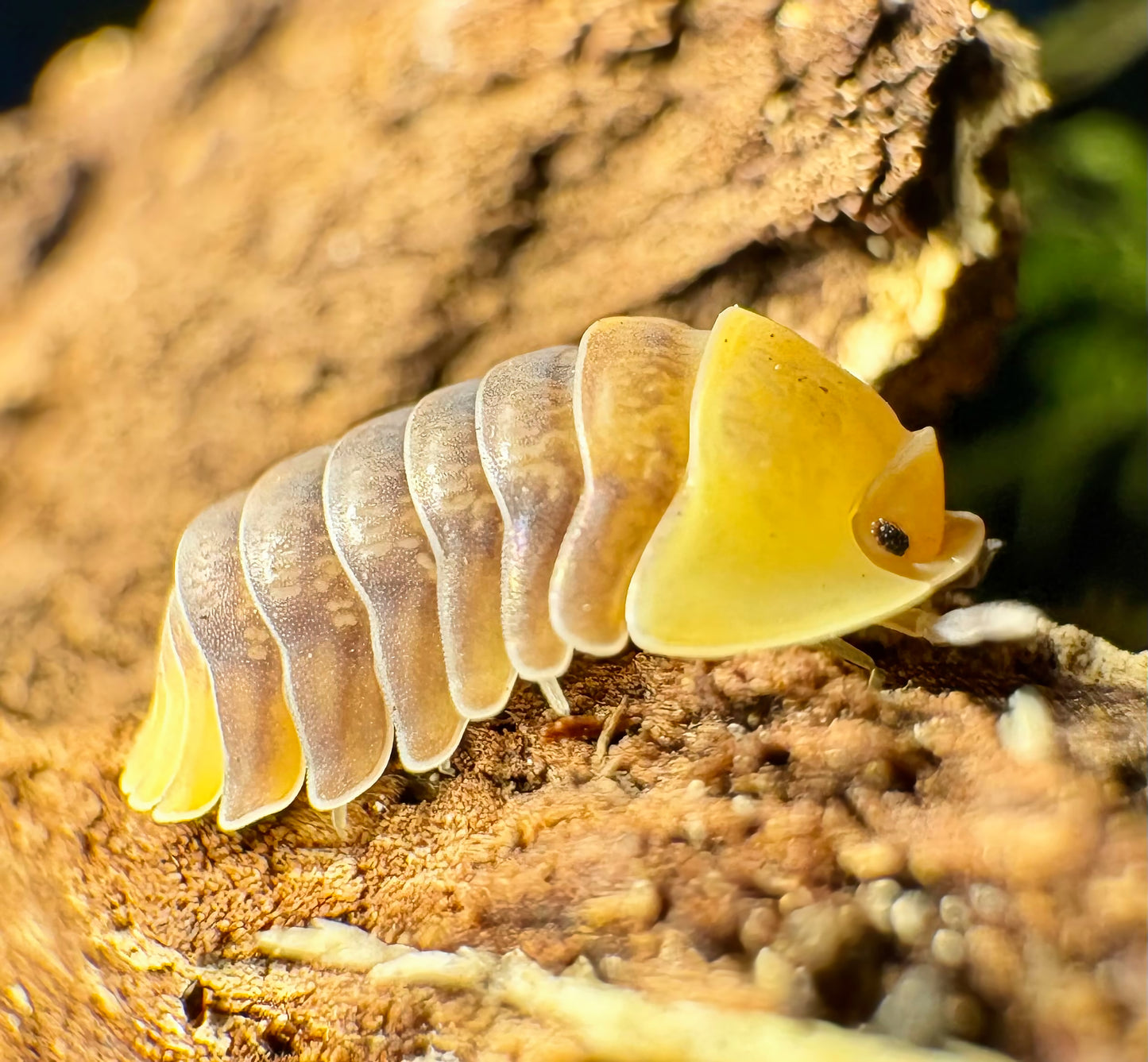 Cubaris sp "Rubber Ducky"
