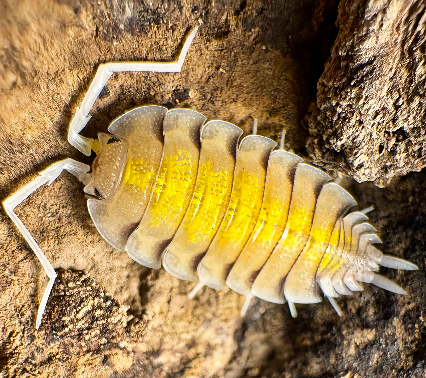 Porcellio bolivari "Yellow Ghost"