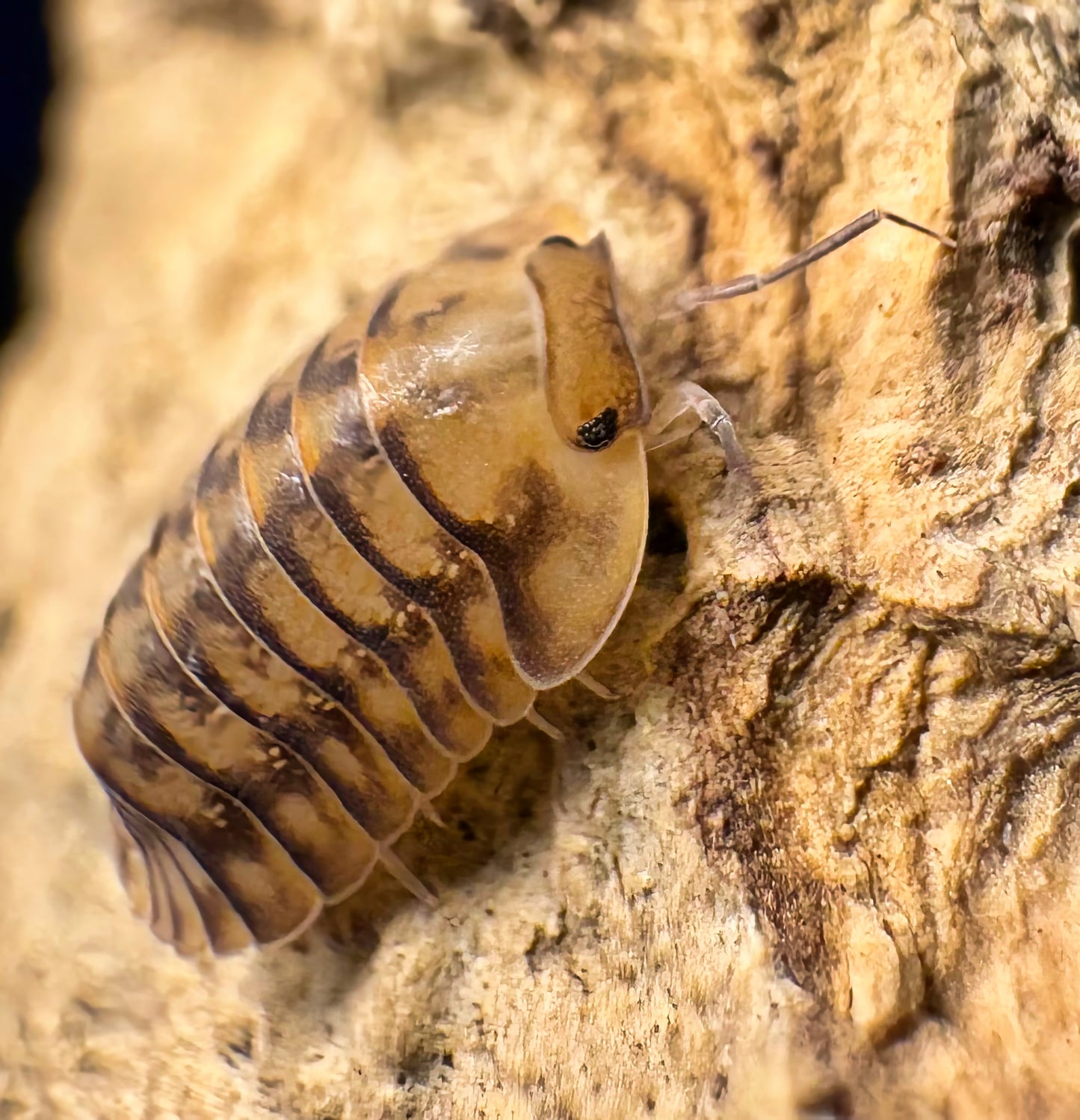 Cubaris sp "Yellow Tiger"