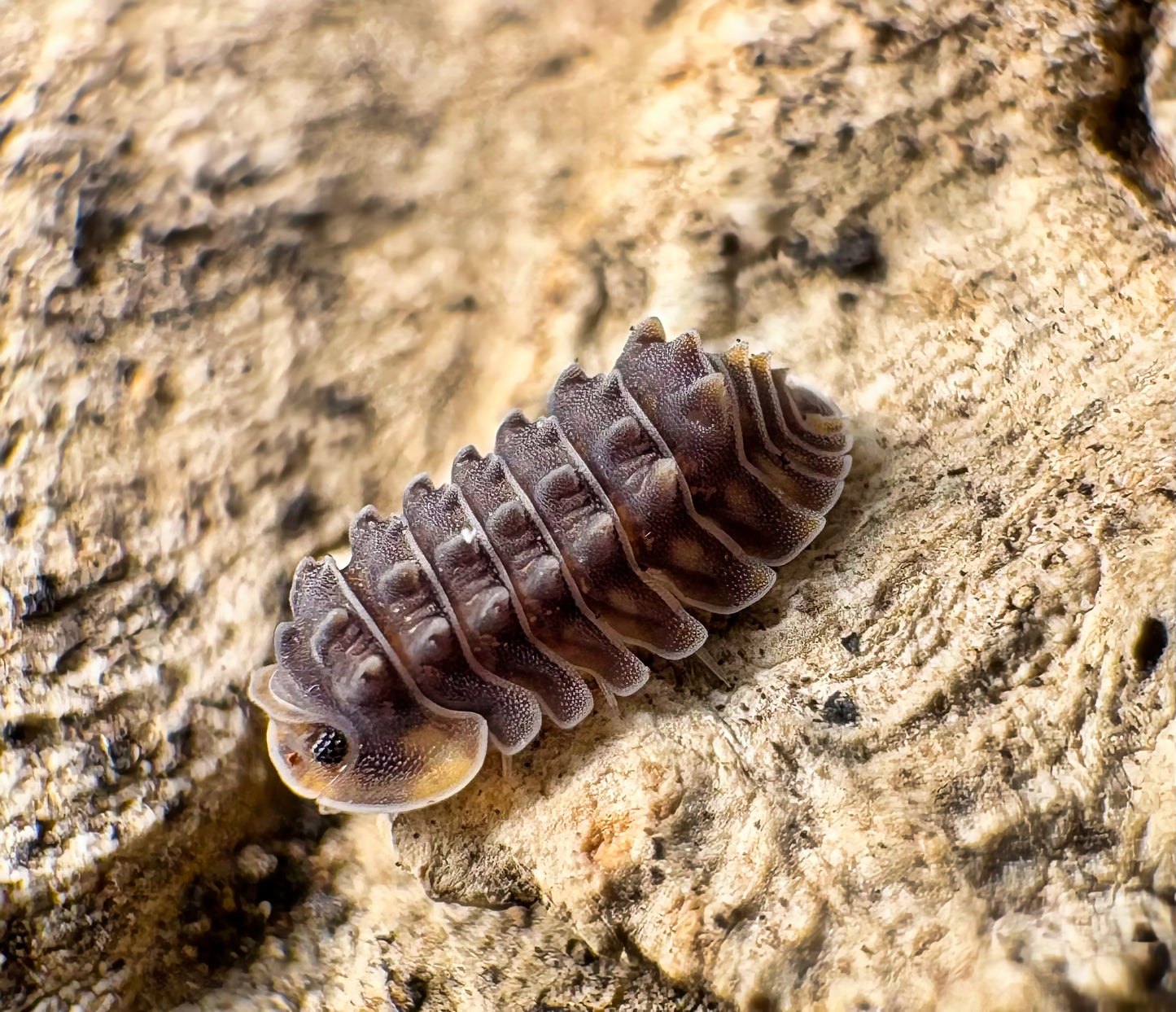 Isopoda sp "Shiny Gator"
