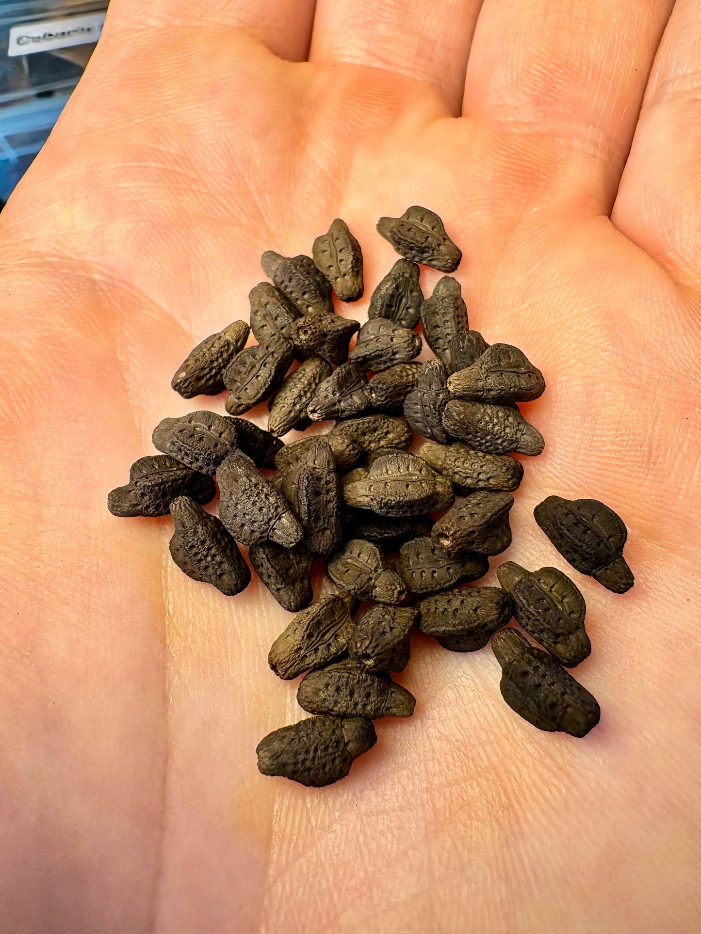 Pulchriphyllium giganteum "Tapah Hills" Nymphs