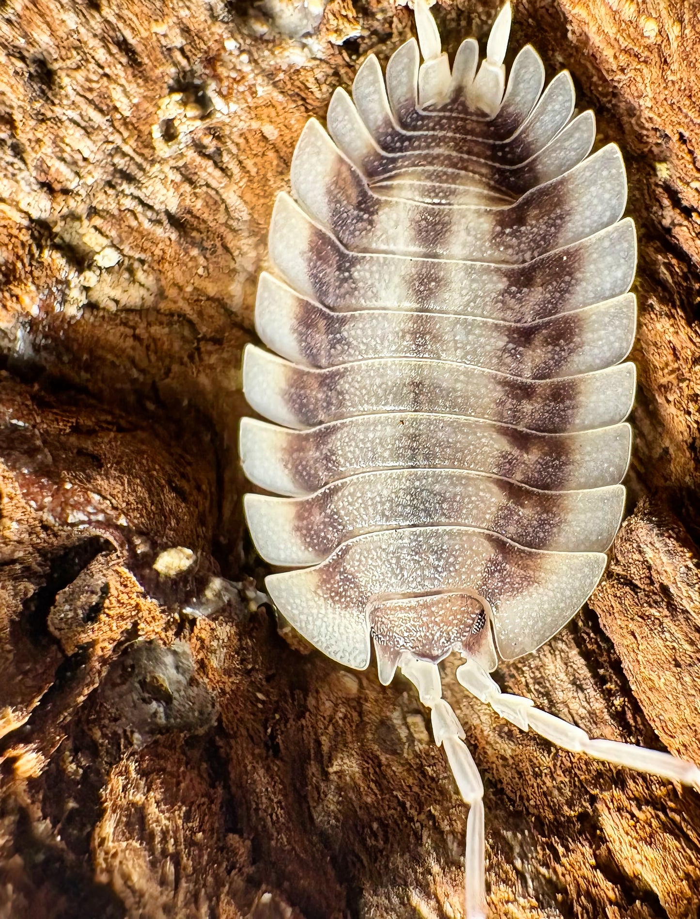 Porcellio werneri "Silverback"