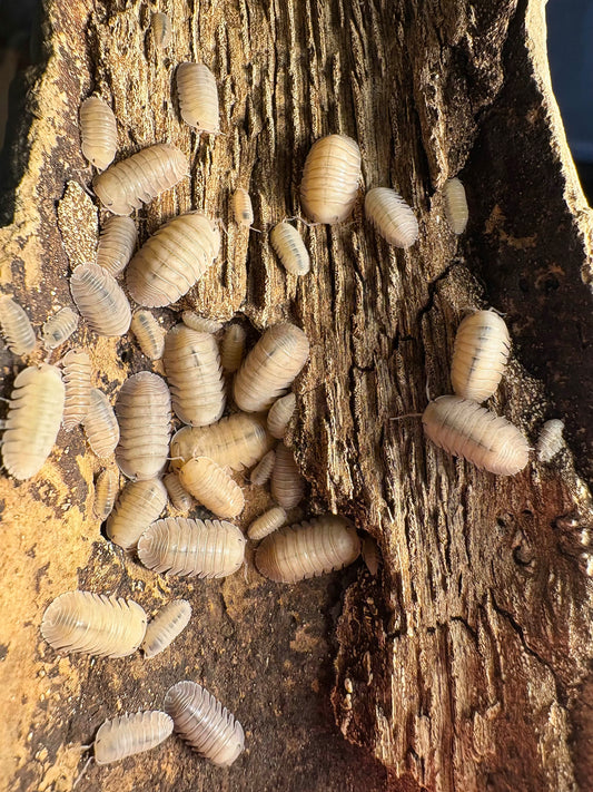 Cubaris sp "Thai Blue Angel"