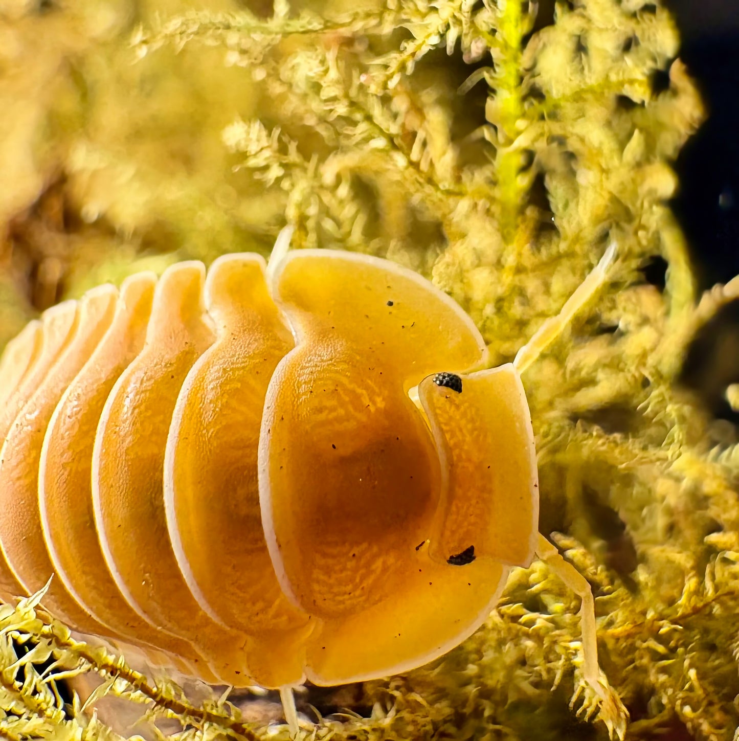 Cubaris sp "Crabby"