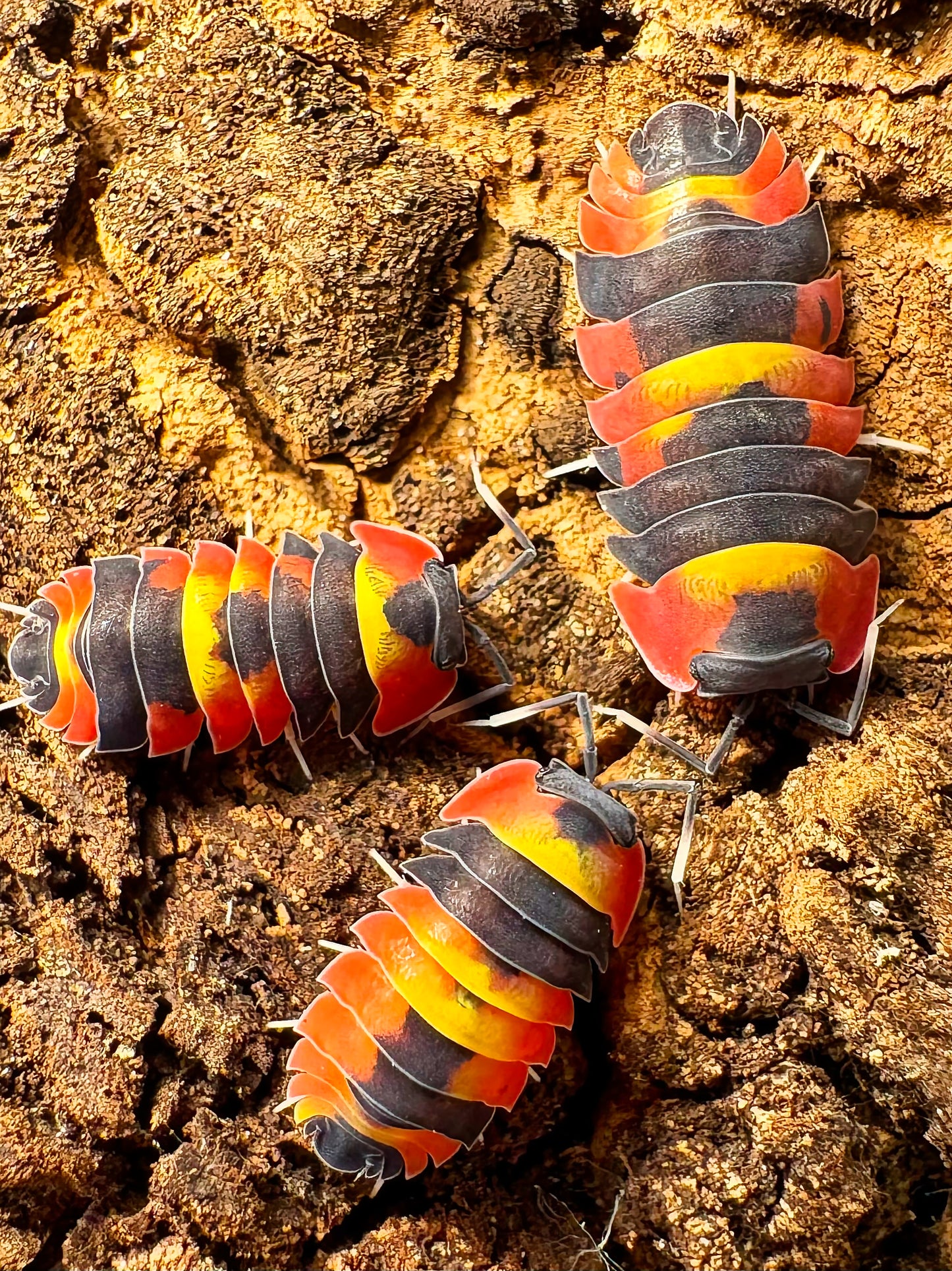 Ardentiella sp "Blister Fire"