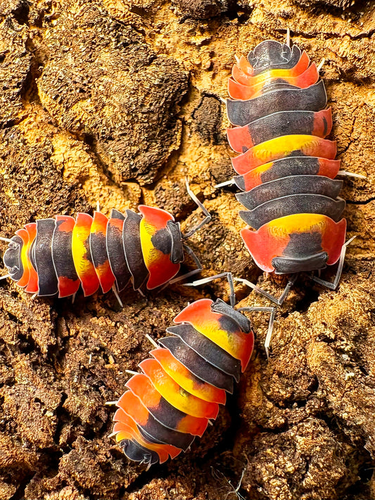Ardentiella sp "Blister Fire"