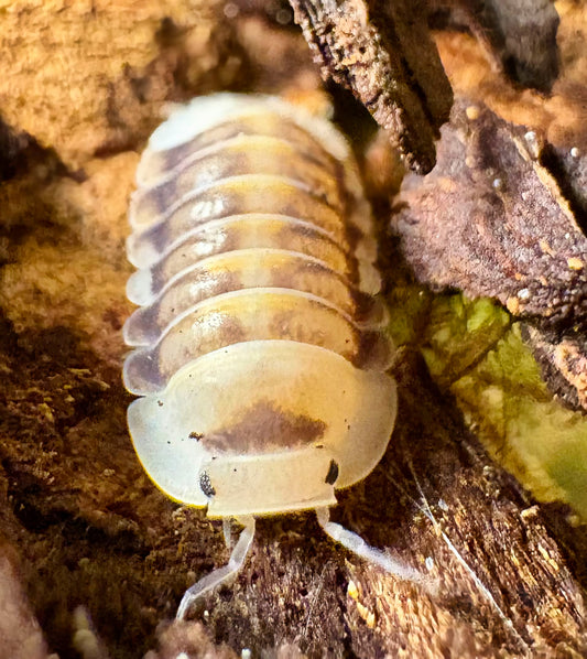 Cubaris sp "White Ducky"