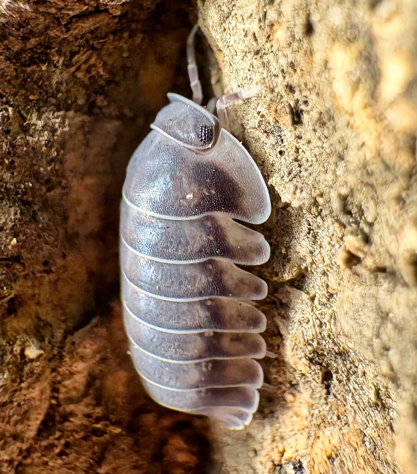 Cubaris sp "Happy Nun"